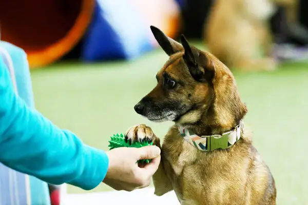 Unsere Hundewelt - Ihr Seehotel Moldan