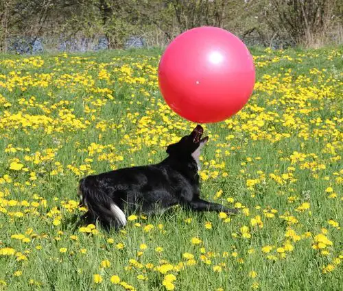 Urlaub mit Hund in Bayern - Ihr Seehotel Moldan