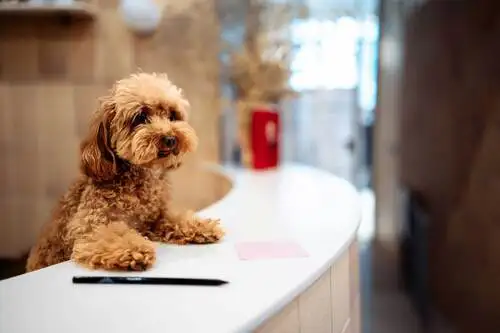 Urlaub mit Hund in Bayern - Ihr Seehotel Moldan